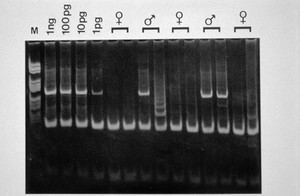 view PCR analysis to sex embryos