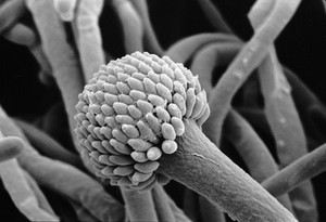 view Aspergillus fumigatus, wild-type, conidium