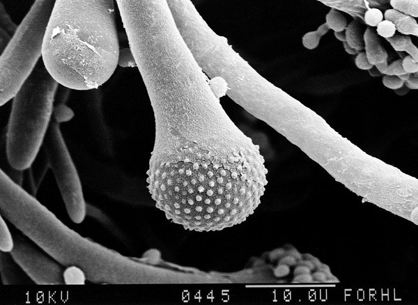 Aspergillus fumigatus, wild-type, conidium