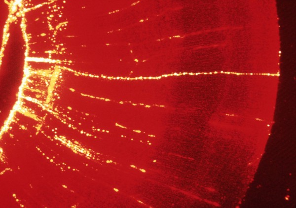 Radial glia in the optic tectum