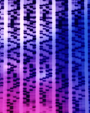 view DNA sequencing autoradiograph - coloured