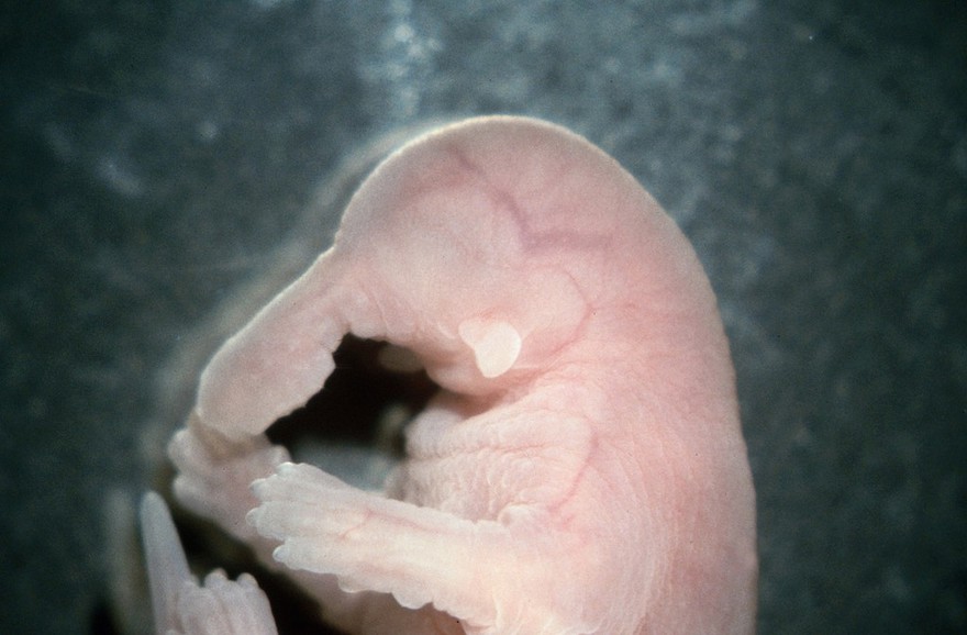 Mouse mutant for the nodal & HNF3beta genes