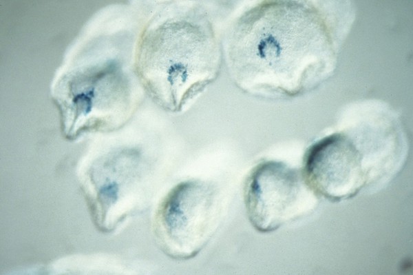 Nodal gene expression in mouse embryos