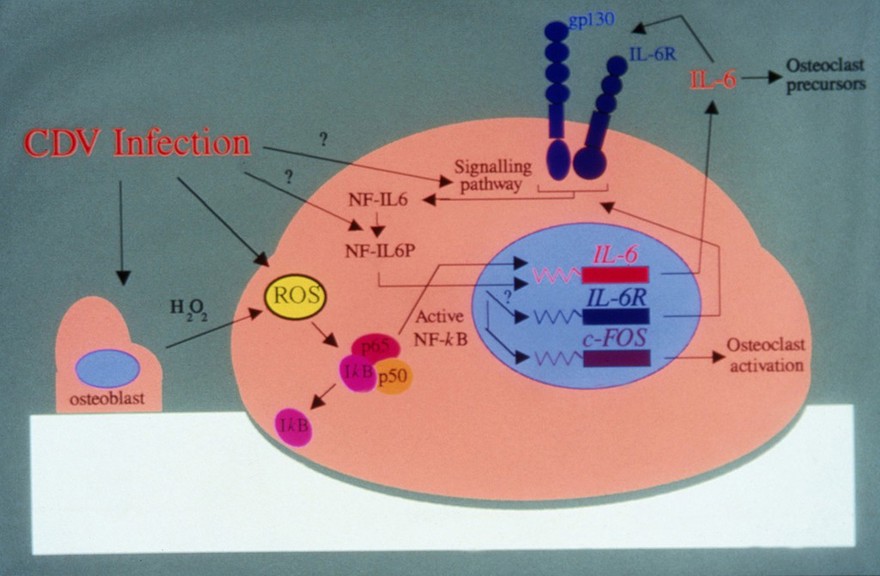 Diagram of CDV in Paget's Disease