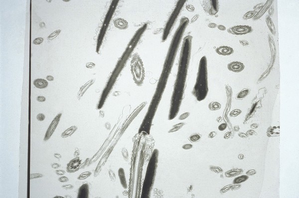 Normal bovine sperm