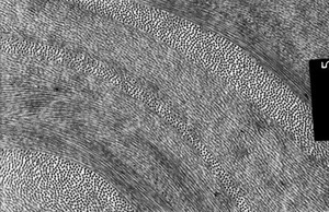 view Collagen fibrils in the corneal stroma