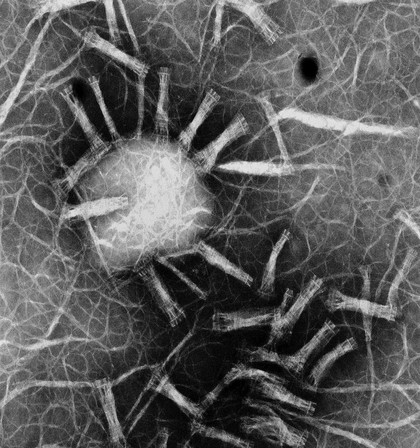 Type II collagen assemblies in vitro