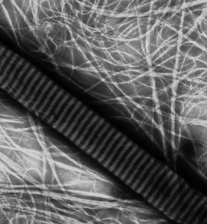 Type II collagen fibril in vitro