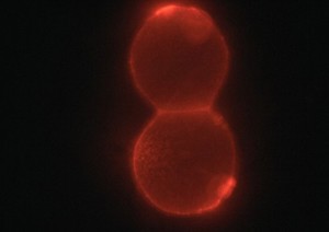 view Embryo showing polarisation of membranes