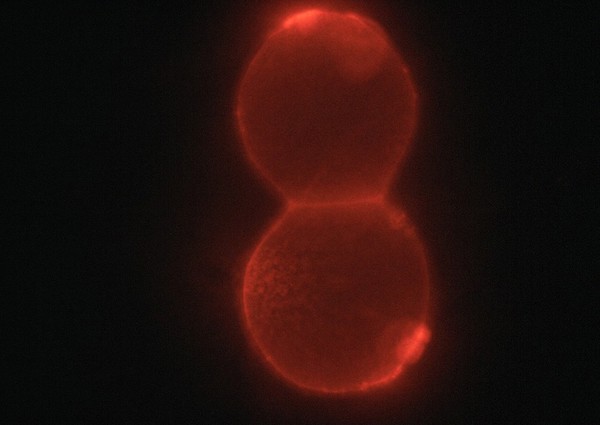 Embryo showing polarisation of membranes