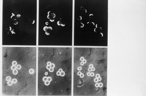 view Polarisation of embryonic cell membranes