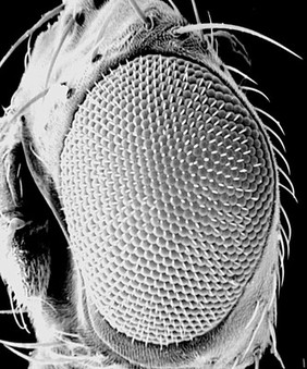 Drosophila melanogaster adult eye