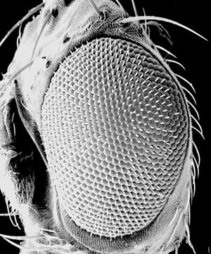 view Drosophila melanogaster adult eye