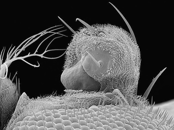 Drosophila showing ectopic eye structures