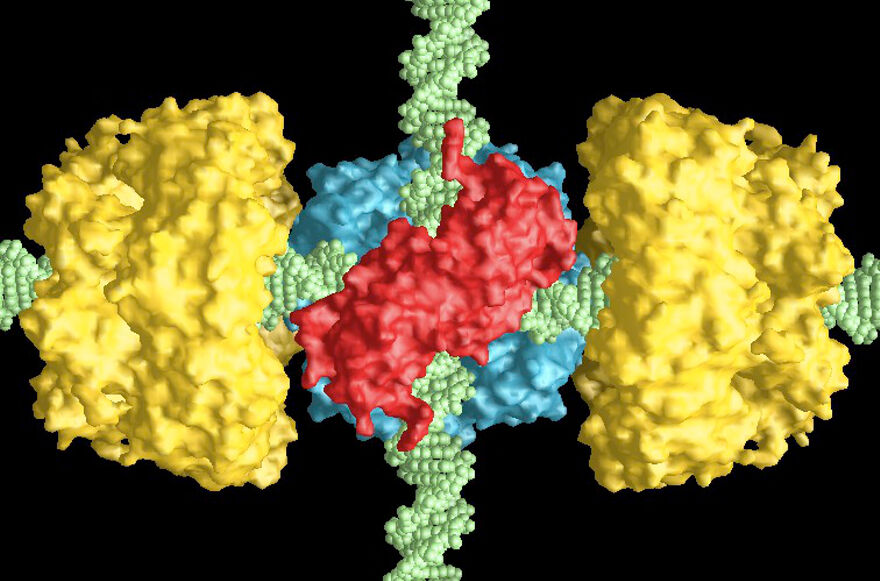 Holliday junction and proteins