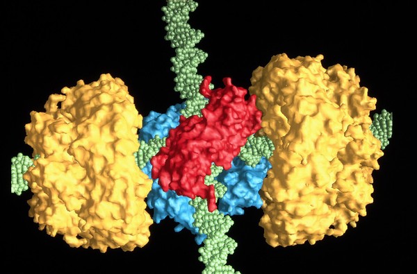 Holliday junction and proteins