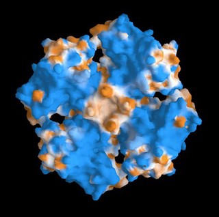 E. coli RuvA protein - molecular model