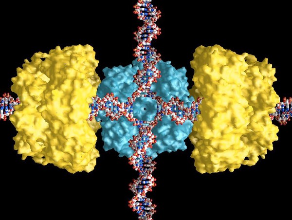 Holliday junction and proteins