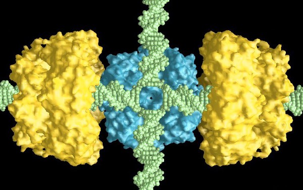 Holliday junction and proteins