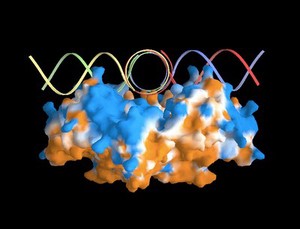 view RuvA protein bound to DNA - side view