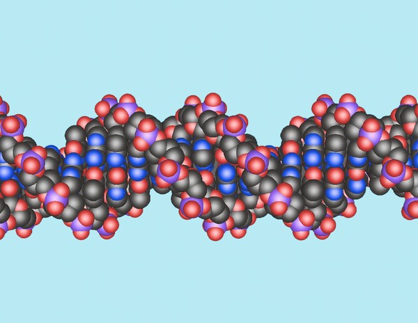 DNA double helix