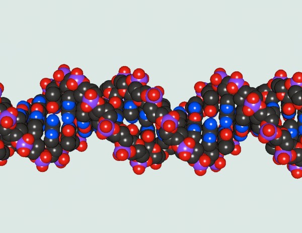 DNA double helix
