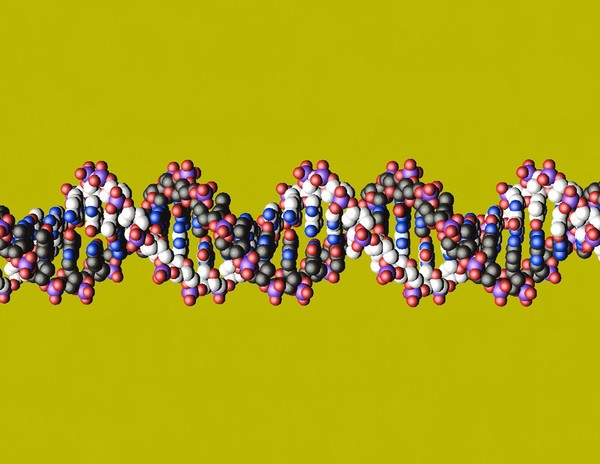 DNA double helix