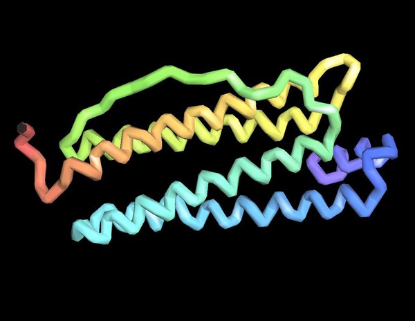 Ferritin subunit - molecular model