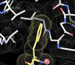 view Phenylalanine bound to phe dehydrogenase