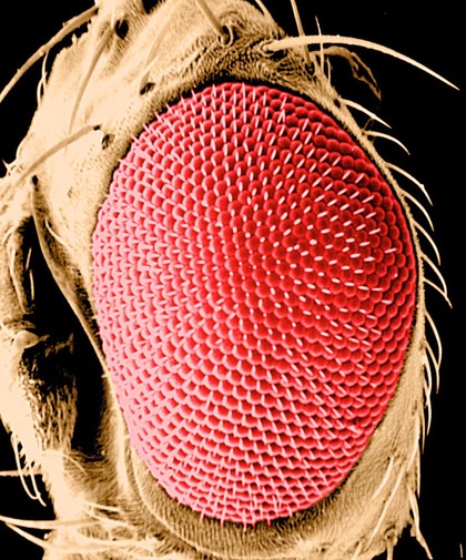 Drosophila melanogaster adult eye - coloured