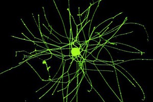 view sensory neuron from an adult DRG