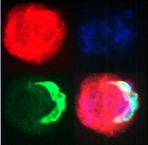 view East Coast fever parasite/cell division