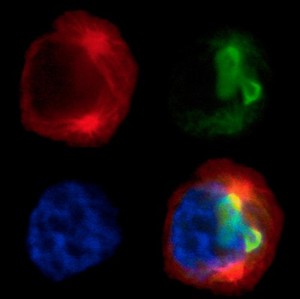 view East Coast fever parasite/cell division