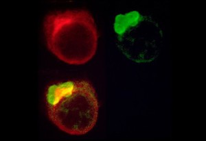 view East Coast fever parasite/cell division