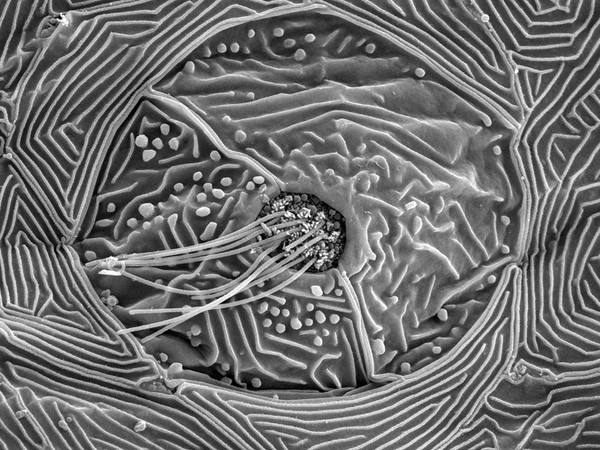 Neuromast organ, lateral line system