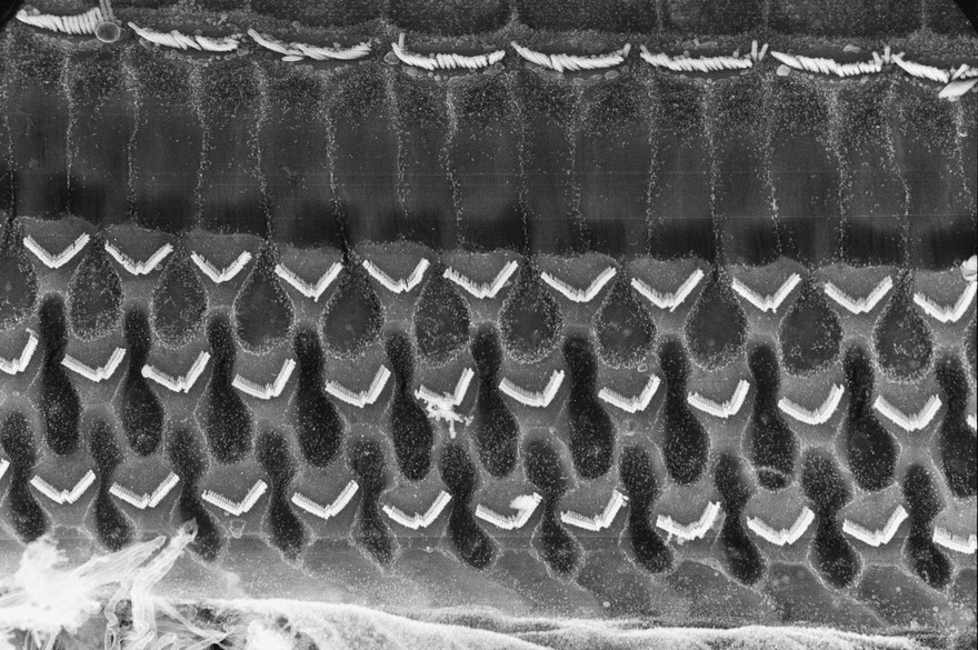 SEM of organ of Corti, guinea pig cochlea