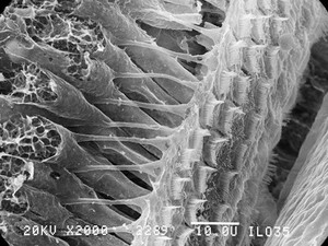 view SEM of outer hair cells, organ of Corti, CU