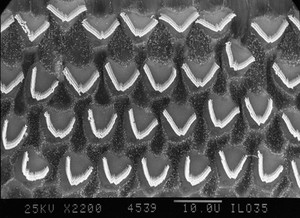 view SEM of outer hair cells, organ of Corti