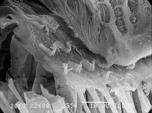 view SEM of outer hair cells, organ of Corti