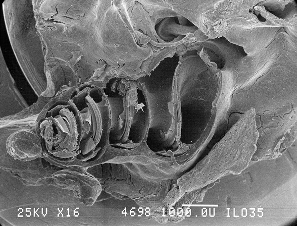 SEM, section through cochlea of guinea pig