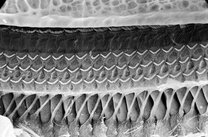 view SEM organ of Corti, hair cells, tunnel rods