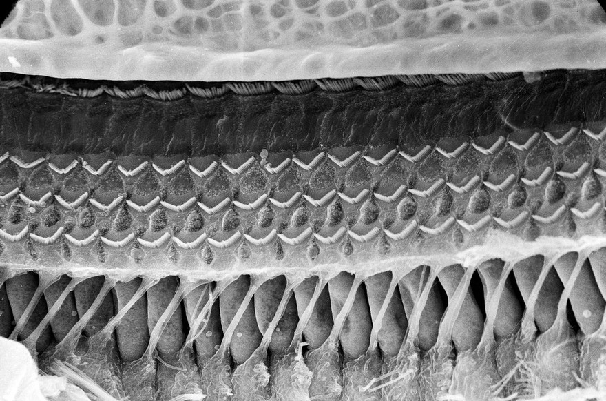 SEM organ of Corti, hair cells, tunnel rods