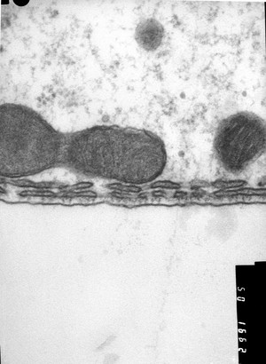 view TEM cisternae + mitochondria in hair cell