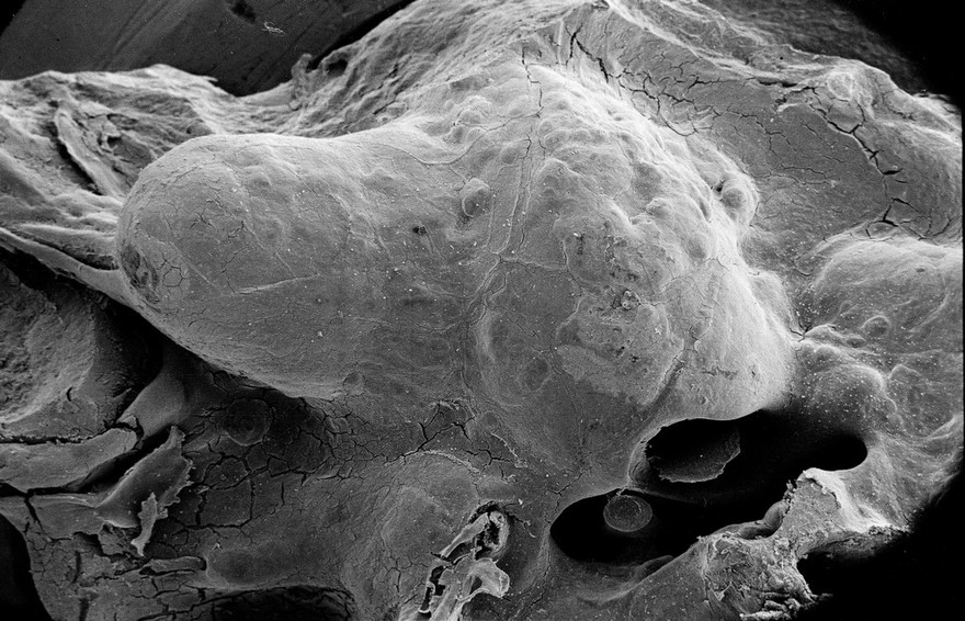 External view of cochlea of guinea pig, prior to