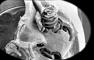 view SEM guinea pig cochlea, still in skull