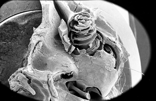 SEM guinea pig cochlea, still in skull