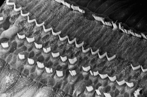 view SEM organ of corti showing rows of hair cell