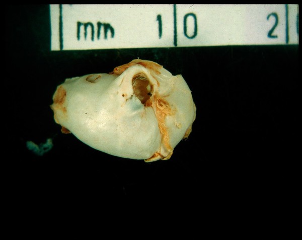 Guinea pig skull showing entrance to ear