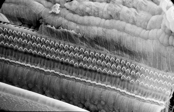 SEM organ of Corti, rows of hair cells