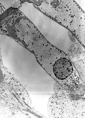 view TEM hair cell of neuromast organ, zebrafish